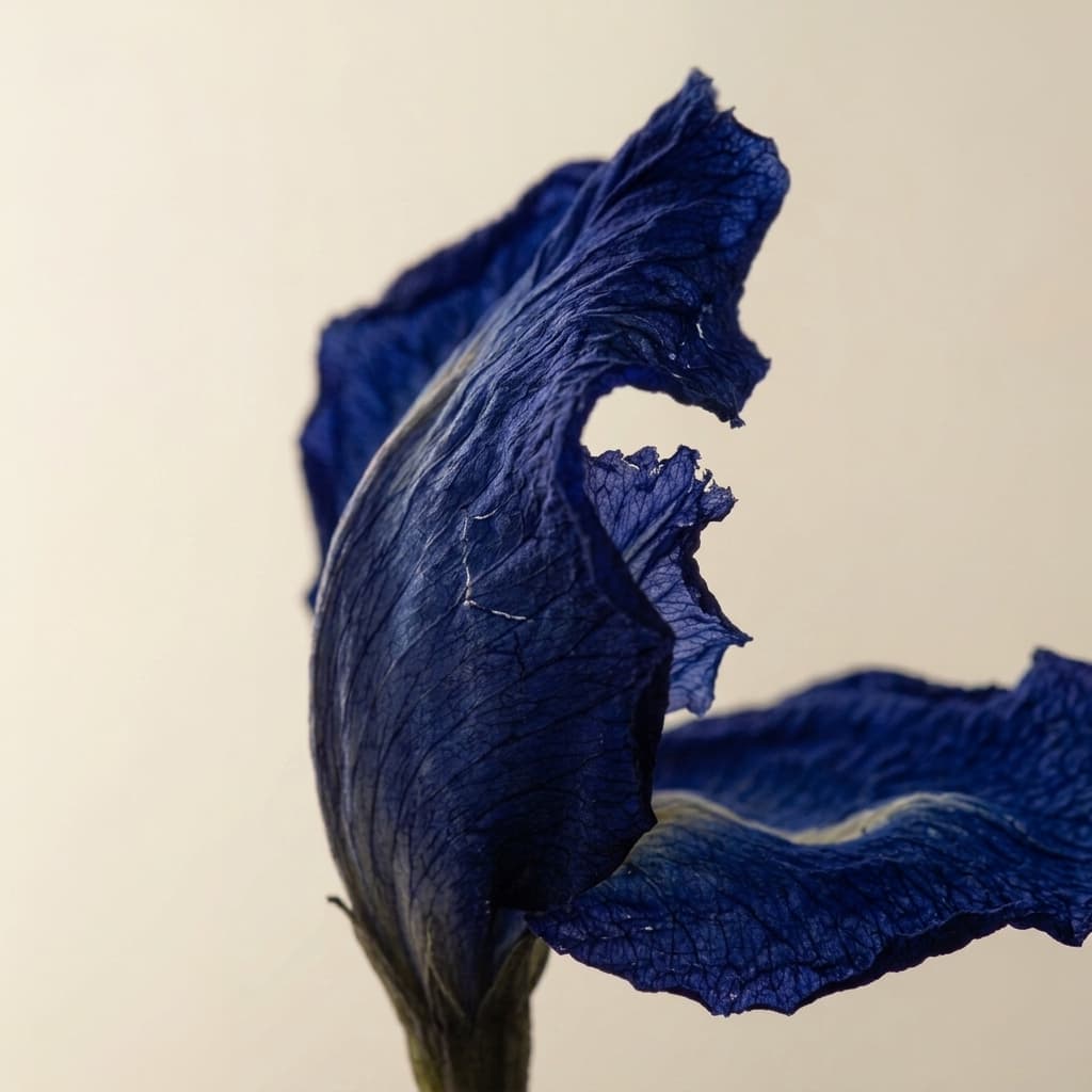 Blue Butterfly Pea